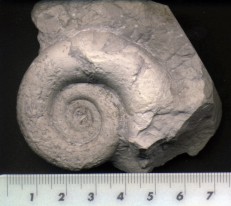 Fsil de un ammonite (Pulsa para ampliar)