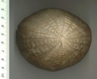 Ejemplar deformado por su extremo anterior al fosilizar (parte superior de la foto) 