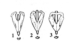 Estructura de las mandíbulas que forman la Linterna de Aristóteles
