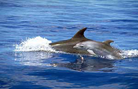Delfines (Foto El Mundo)