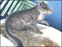 Laonastes tiene el tamao de una ardilla roja (imagen: Mark A Klinger).