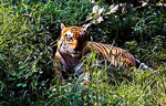Un tigre de Bengala en el zoo de Nueva Delhi.