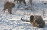 Tigres en una reserva en la ciudad de Harbin, al norte de China. | J. Planelló