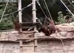 Fotograma de Vídeo: Tama Zoological Park
