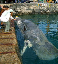 Ejemplar de ballena localizado hoy varado en la costa norte de Fuerteventura. (Foto: EFE)
