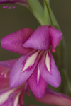 GLADIOLO ROJO (Gladiolus illyricus)