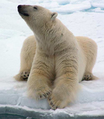 Oso polar (Fuente AP)