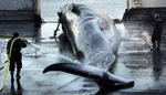 La primera ballena fue capturada este fin de semana. (Foto: AP)