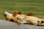 En la imagen, una leonesa del Serengeti junto a sus tres cachorros. (Foto: Science)