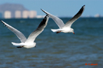 Aves en el Mar Menor