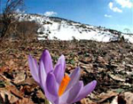 Flores silvestres que florecen cerca de la escasa nieve en el Monte Olimpo, la montaa ms alta de Grecia, el pasado 23 de enero. (EFE)