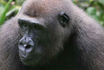 Los gorilas son unos de los animales ms amenazados del mundo. (Foto: EL MUNDO)