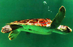 Una tortuga verde adulta (Foto: REUTERS)