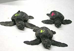 Tortugas bobas (Foto: Hctor Garrido/CSIC)