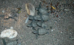 Algunas de las tortugas bobas nacidas en Almera. (Foto: CSIC)