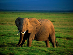 Elefante en Kenya