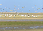 Aves migratorias en Tarifa, a punto de cruzar el Estrecho. (Foto: Fundacin Migres)