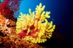 Corales en el fondo de las islas Medas. (FOTO: Juan Cueto)