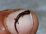Una de las salamandras descubiertas