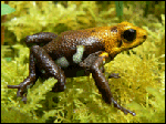 La rana dorada es una de las especies amenazadas.