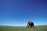 Un elefante en el Parque Nacional de Addo, cerca de Port Elizabeth, Sudfrica. (Foto: EFE)