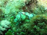 La babosa (nudibranquio) Haminoea cyanomarginata al no tener concha se defiende expeliendo sustancias txicas. (Foto: CSIC)