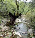 Un fresno daado junto al arroyo de Malvecino en el Parque Nacional de Monfrage. (Foto: Ismael Rozaln)