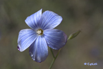 Lino azul (Linum narbonense)