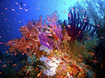 Los tesoros ocultos de los arrecifes de coral 