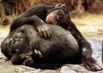 Los chimpancs reconocen a sus amigos por el trasero y la cara <br>