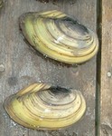 Conchas de un ejemplar del bivalvo Anodonta cygnea. (Foto: Wikipedia commons).