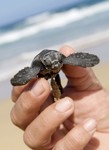 Una de las 42 tortugas bobas que han nacido en la playa de Cofete del Parque Natural de Janda, en Fuerteventura. (Foto: EFE/Carlos de Sa).