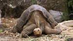 El solitario George, el ltimo ejemplar de tortuga gigante de la Isla Pinta de Galpagos. (Foto: Wikimedia Commons)