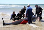 Los socorristas australianos, auxiliando a una ballena varada. (Foto: AP)