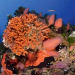 Imagen del fondo marino de Cabrera (Foto: Oceana).