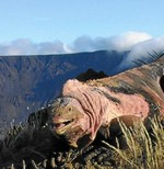 Ejemplar de la iguana descubierta en el volcn Lobo de la isla Isabela, en las Galpagos. (Foto: PNAS)