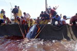 Pescadores italianos izan atunes capturados en una almadraba. (Foto: Efe)