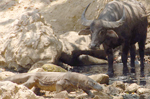 Un dragn de Komodo ante un bfalo, una de sus presas. | Chris Kegelman.