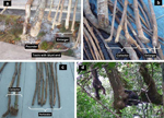 Diferentes herramientas fabricadas por los chimpancs para recoger miel. | Christophe Boesch