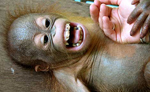 A un orangutn de corta edad le hacen cosquillas. | Universidad de Portsmouth