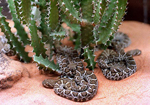 Cras de serpiente cascabel, de la especie tejana 