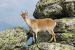La cabra montesa es una de las especies ms amenazadas.| Marga Esteabaranz.