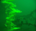 Las medusas, rodeadas de agua teida, durante el experimento. | Michael Dawson