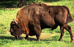 Un bisonte europeo en el bosque Bialowieza, Polonia. | Henryk Kotowski
