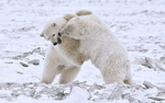 Cachorros de oso polar juegan en un Parque Nacional de Alaska. | Alan D. Wilson