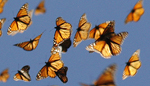 Mariposas monarca . | Monarch Watch/Chip Taylor
