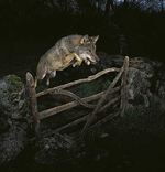 Lobo saltando sobre cerca. | Jos Luis Rodrguez.