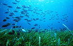 Pradera submarina de posidonia ocenica en el Mediterrneo.| Foto: Manu Sanflix