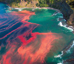 Marea roja en California