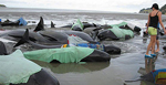 Un grupo de personas intenta rescatar a las ballenas. | AP